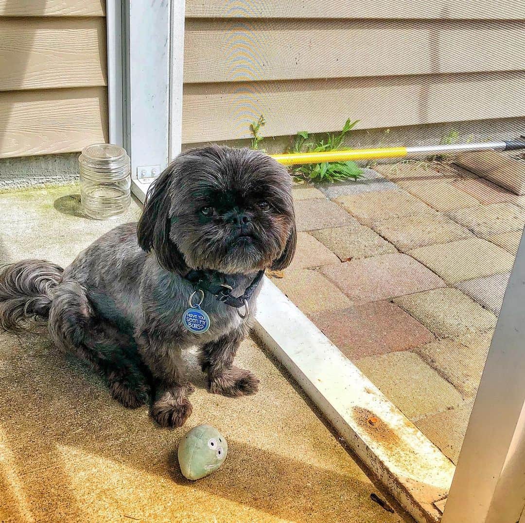 silver shih tzu