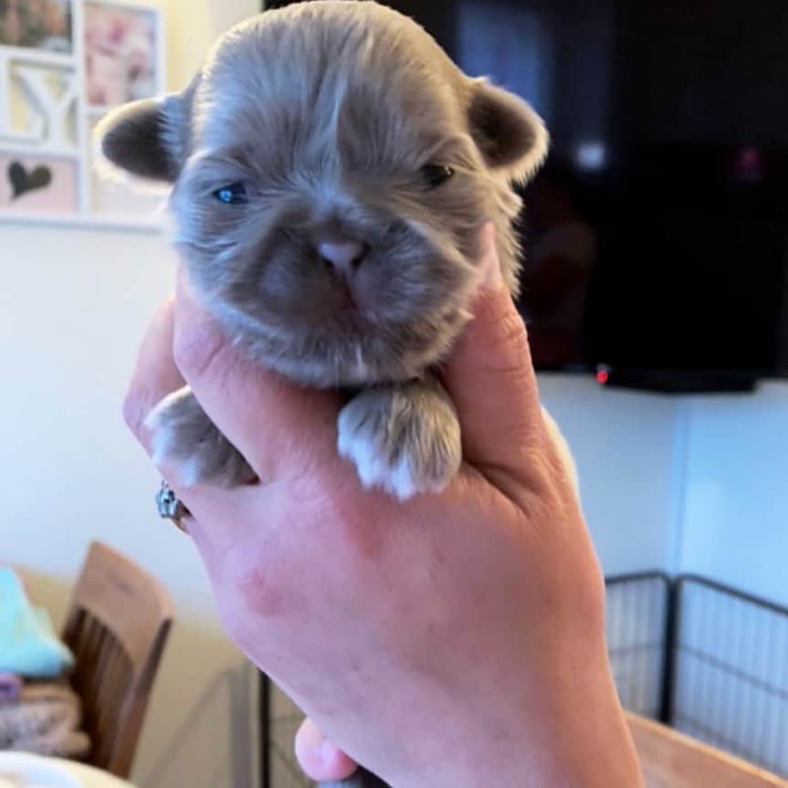 silver shih tzu puppy