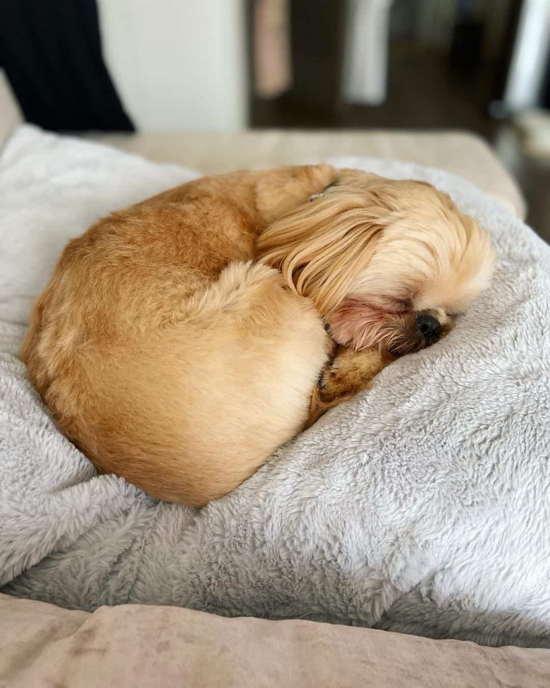 sleepy gold shih tzu