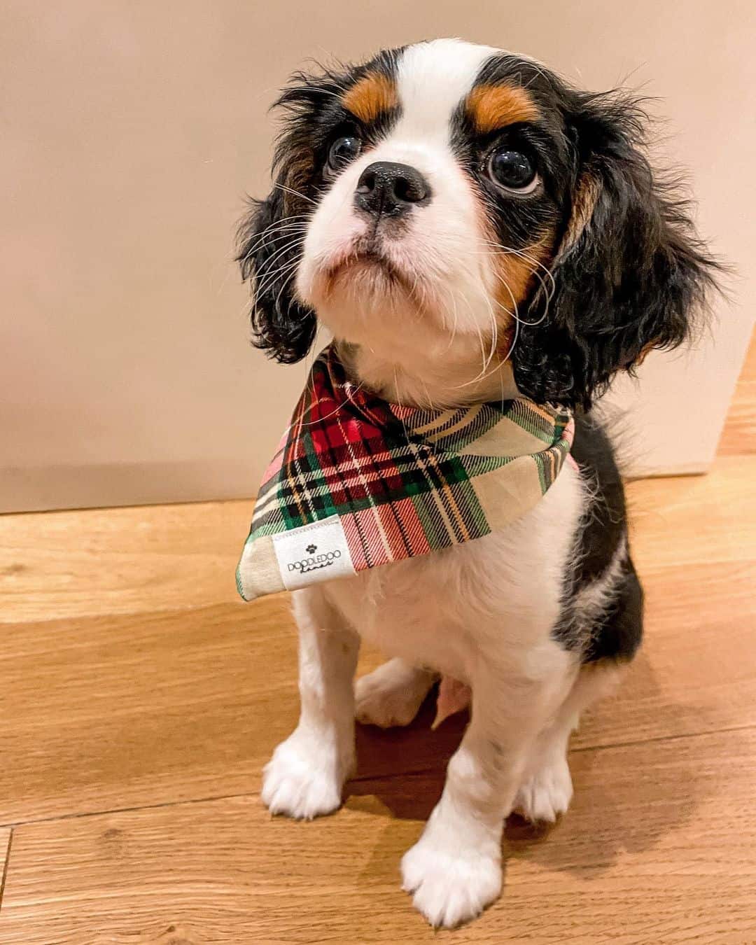 teacup cavalier charles king spaniel at home