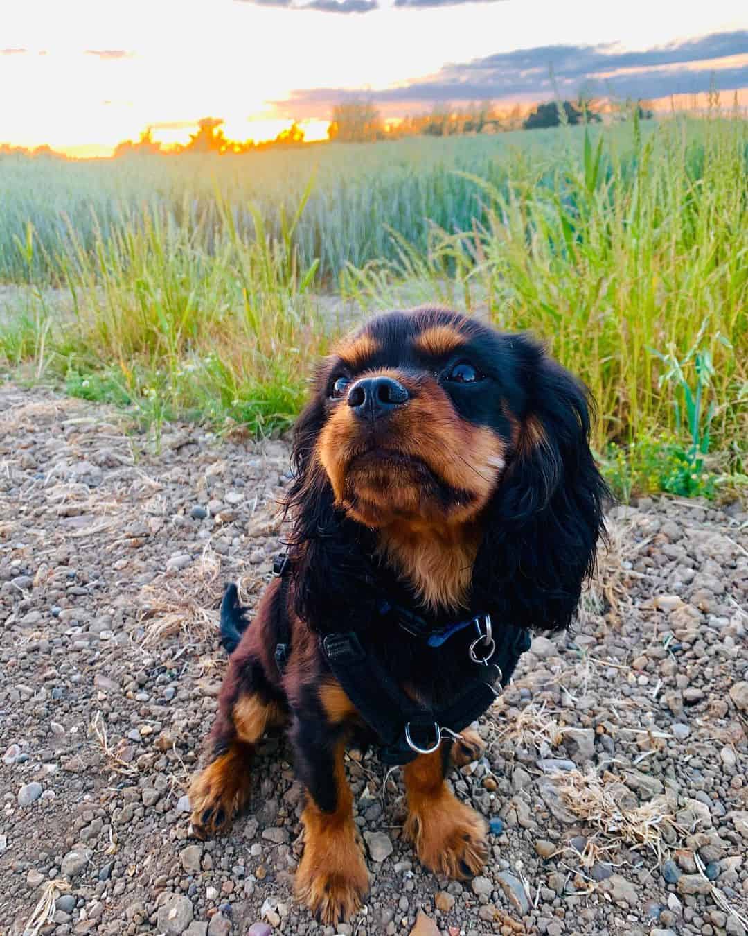 teacup cavalier charles king spaniel in nature