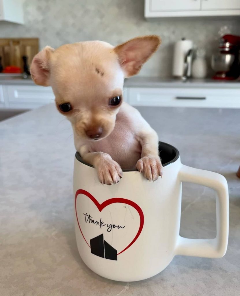 Teacup Chihuahua The Tiniest Dog With A Huge Backstory