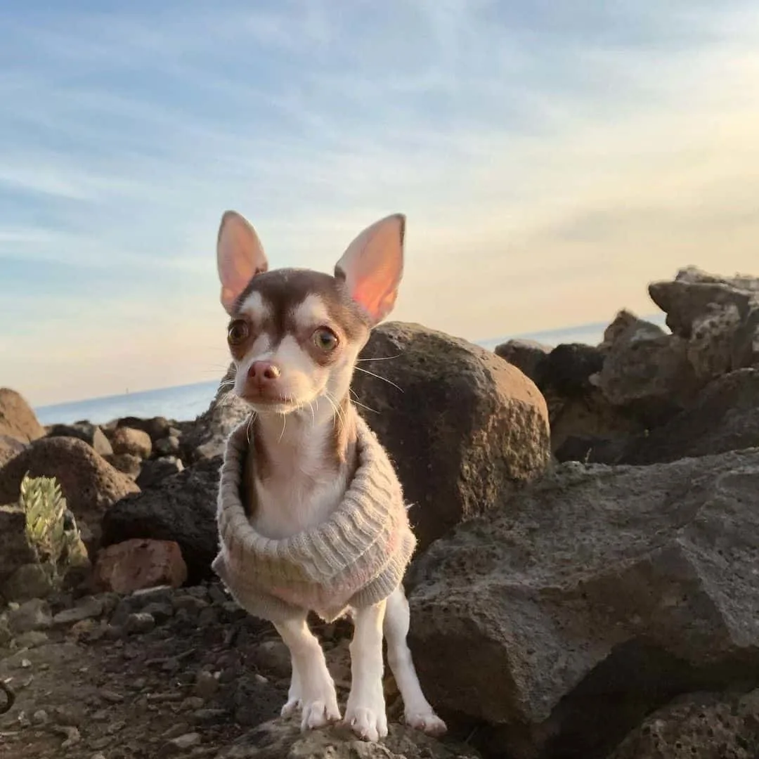 teacup chihuahua on beach during sunset
