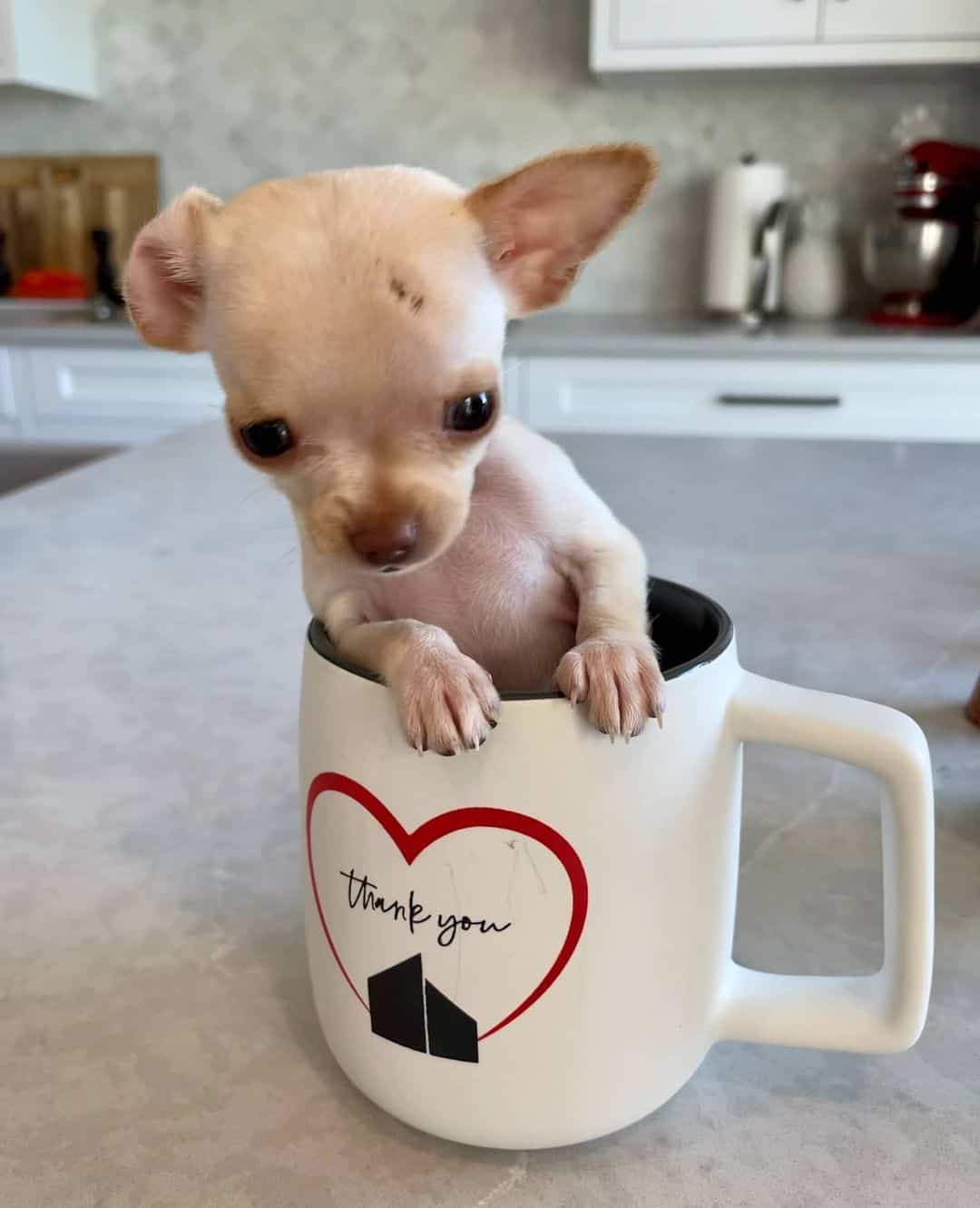 teacup chihuahua