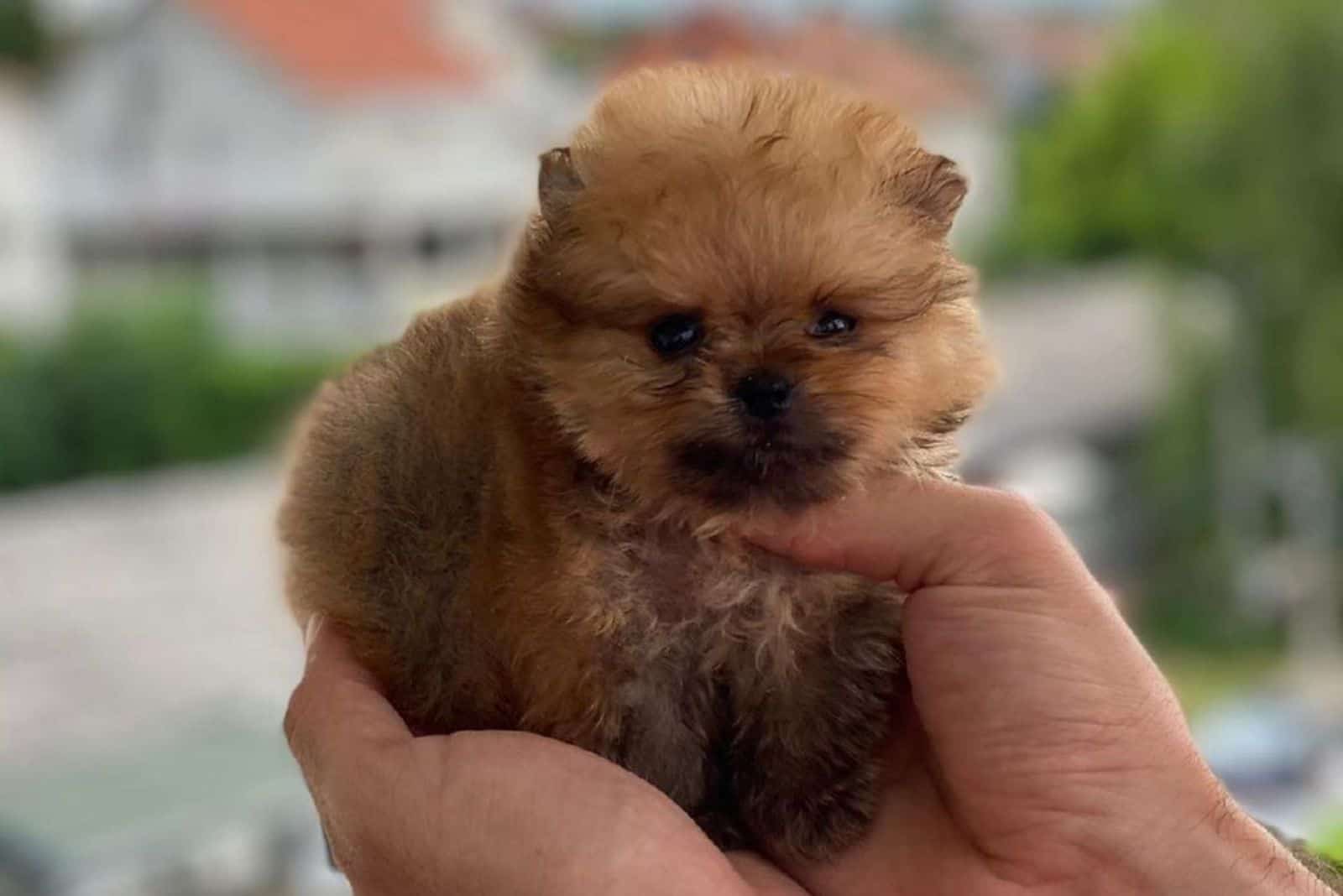 teacup pomeranian puppy