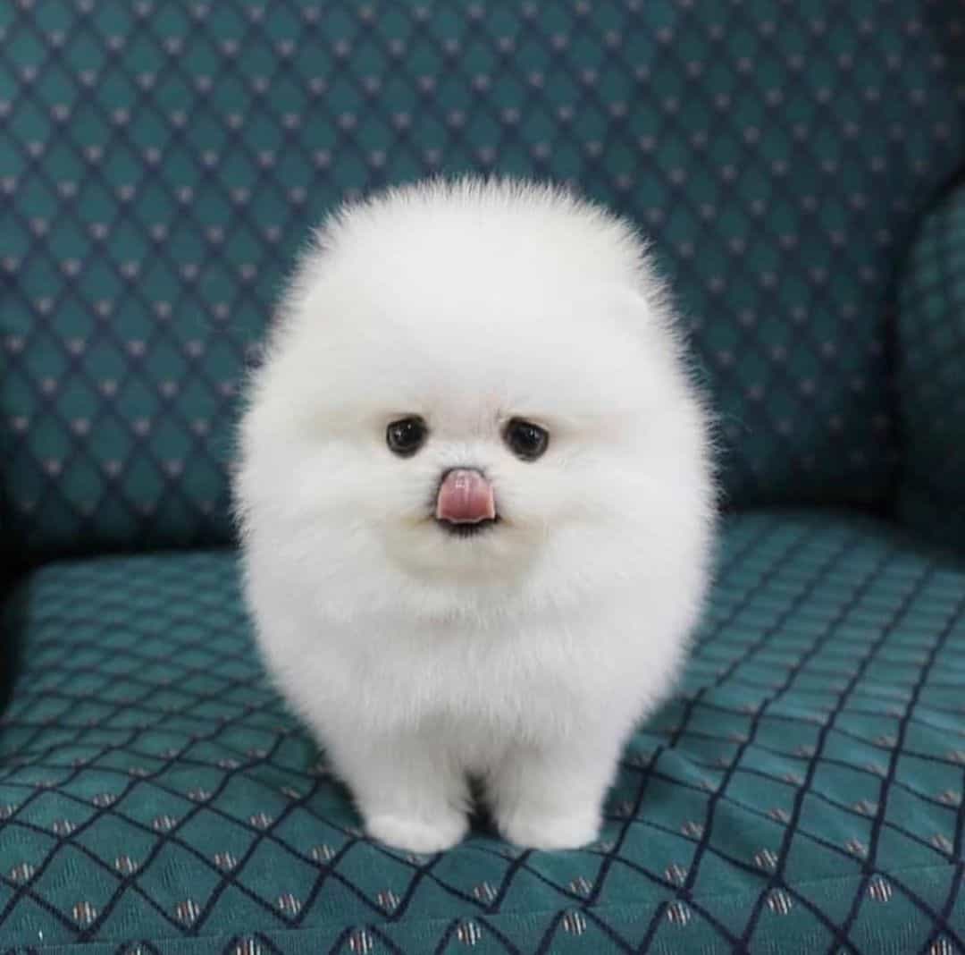 Teacup Pomeranian Breed Information