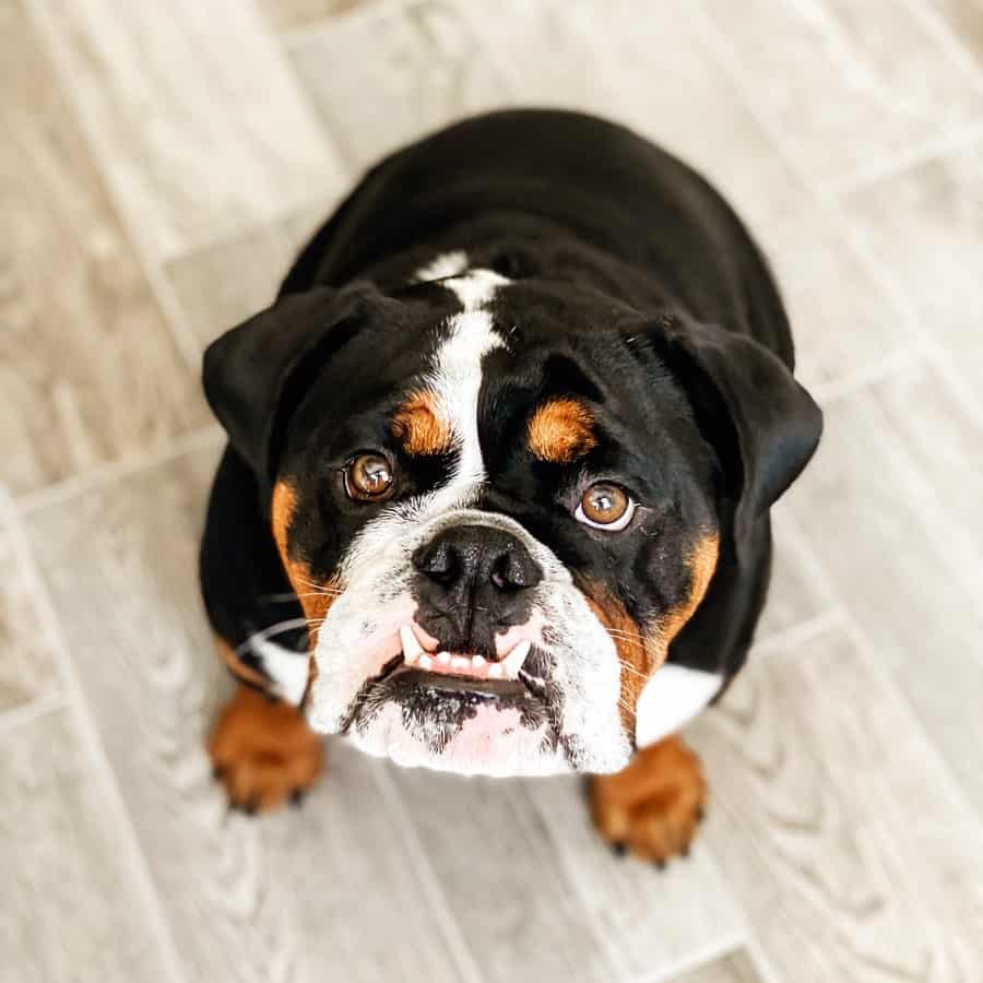 tri color english bulldog