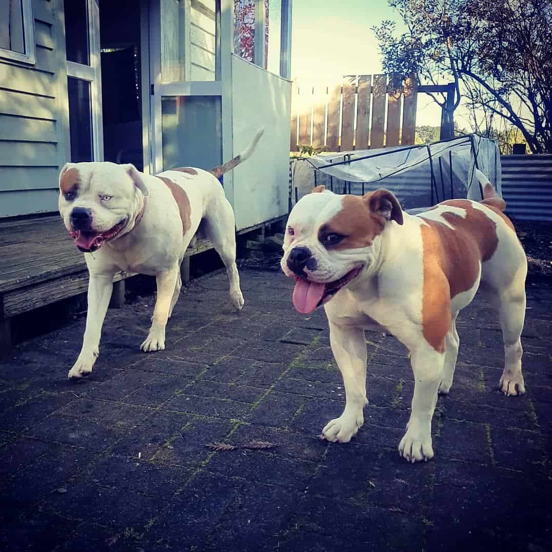 two Johnson American Bulldogs