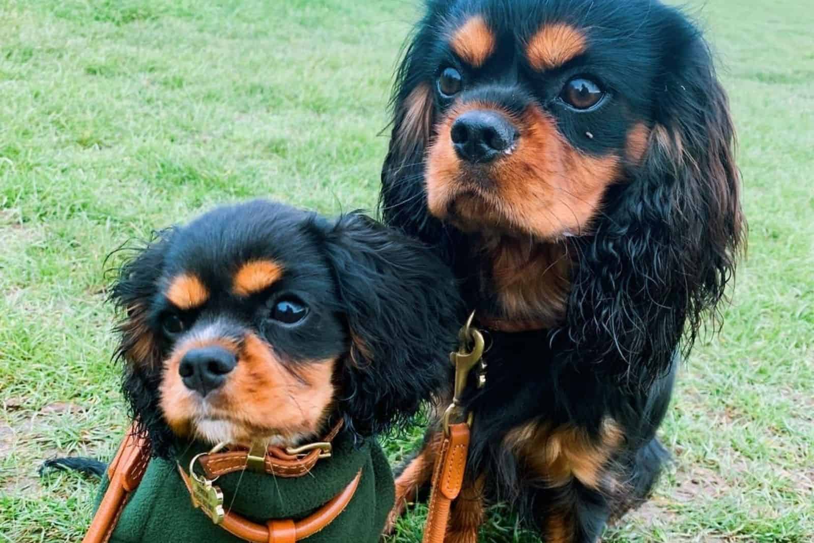 two Teacup Cavalier King Charles Spaniel puppies
