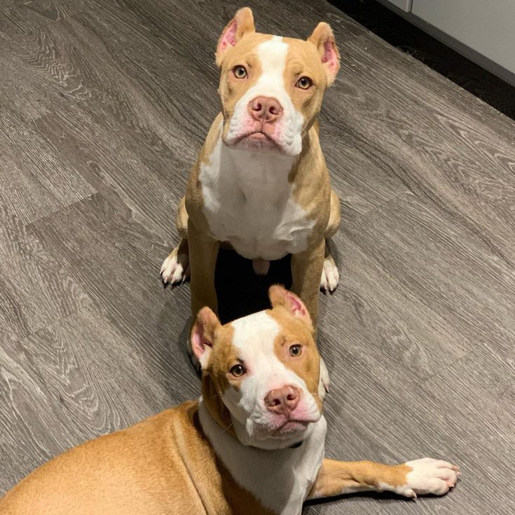 Colby Pitbull The Famous BlackNosed Pitbull Bloodline
