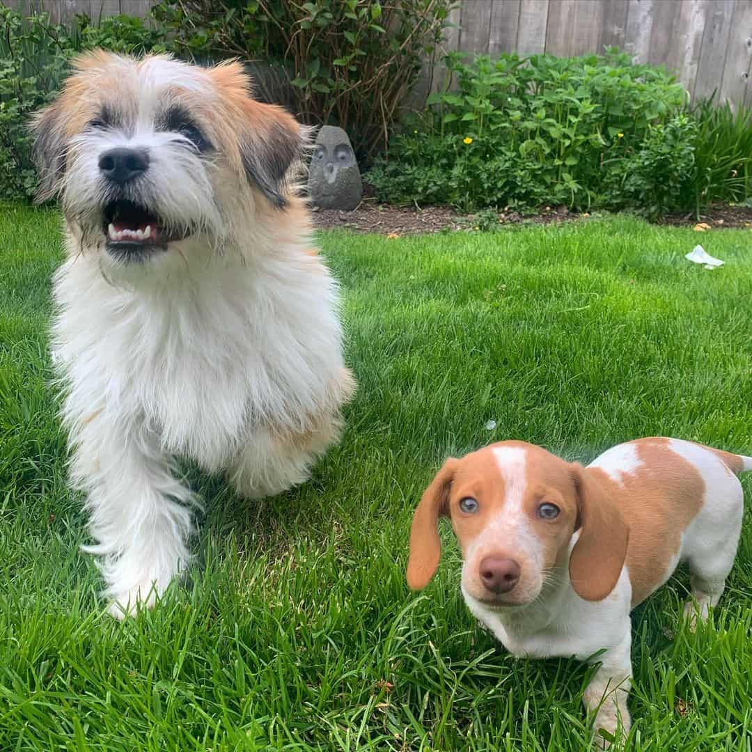 two dogs outdoors on the grass