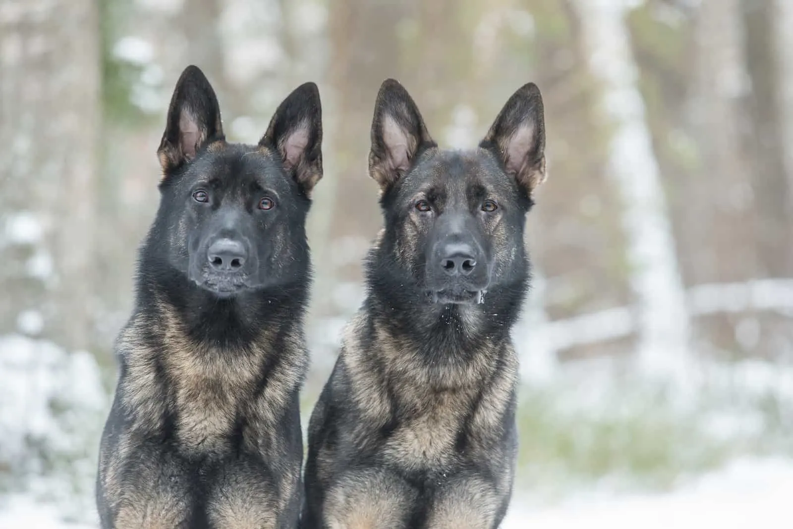 two gray German shepherds dogs