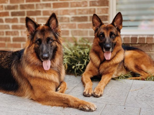 Different German Shepherd Colors? Aren't They All Black And Tan?!