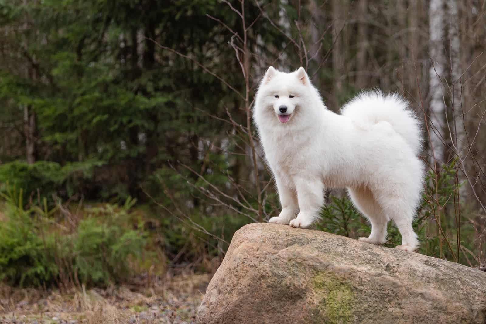 white Samoyed dog stands on a large boulder