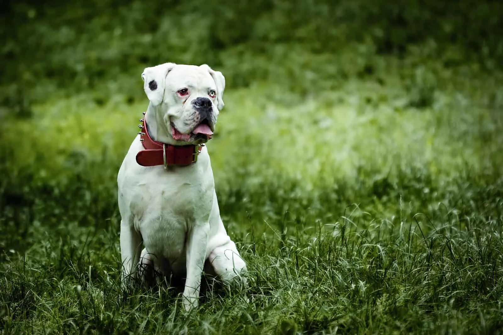 white boxer dog sitting on the grass
