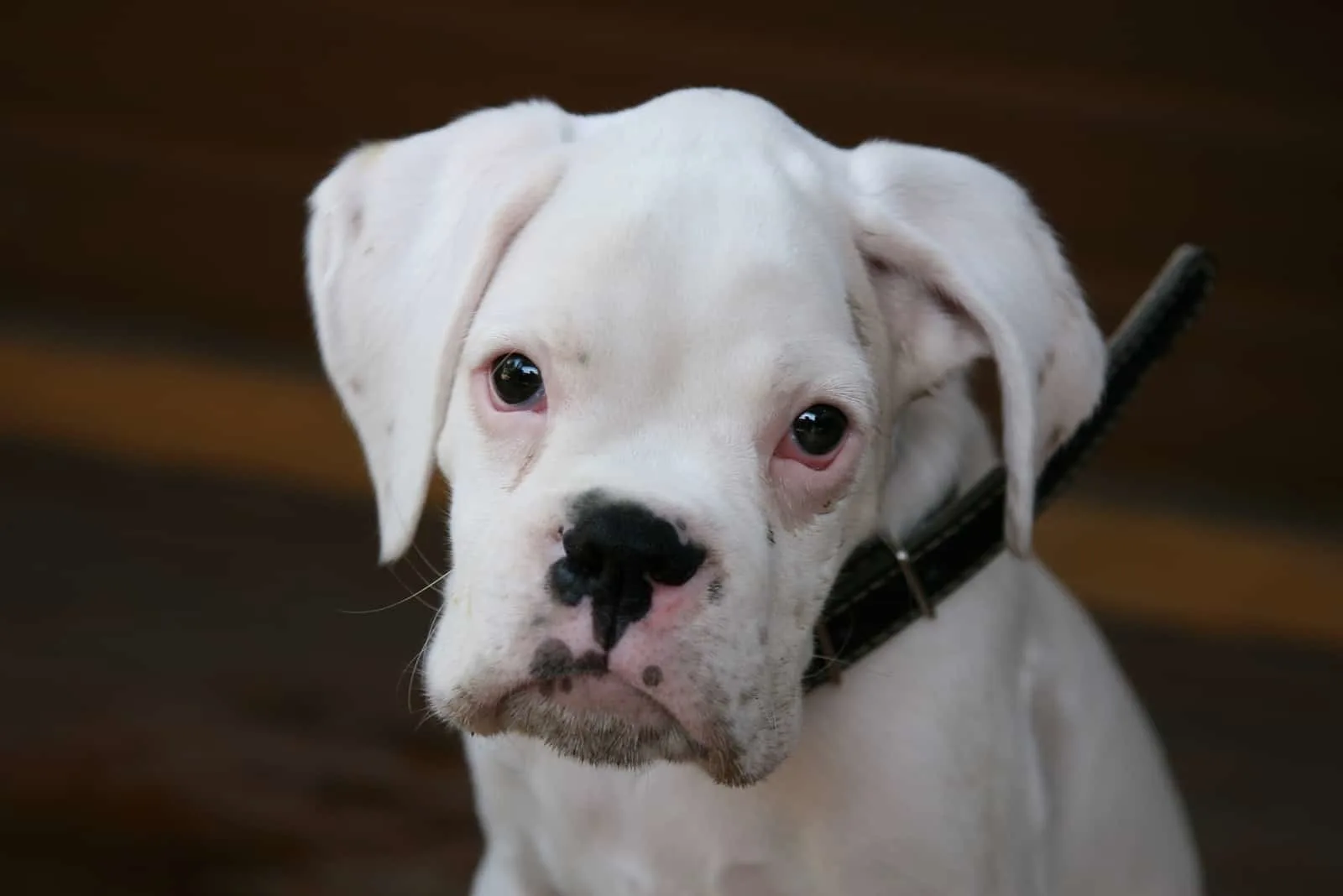 white boxer puppy dog