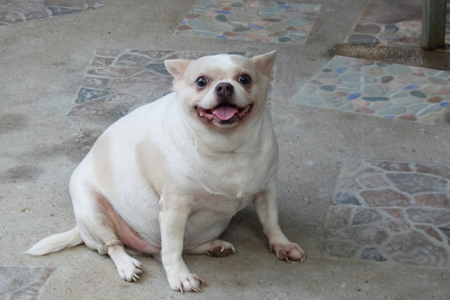 Fat Chihuahua A Guide To Slimming For Obese Chihuahuas