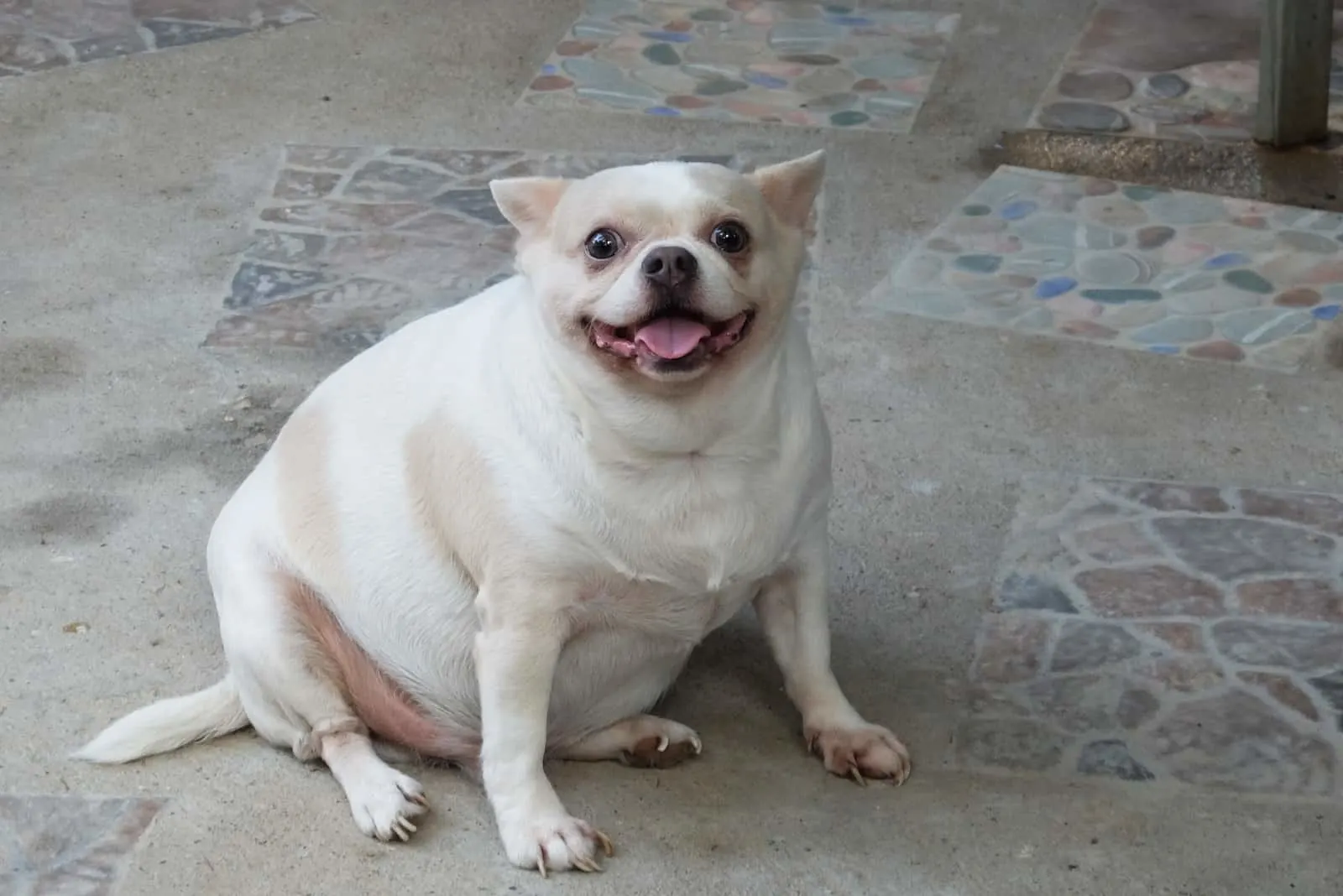 white fat Chihuahua dog sitting