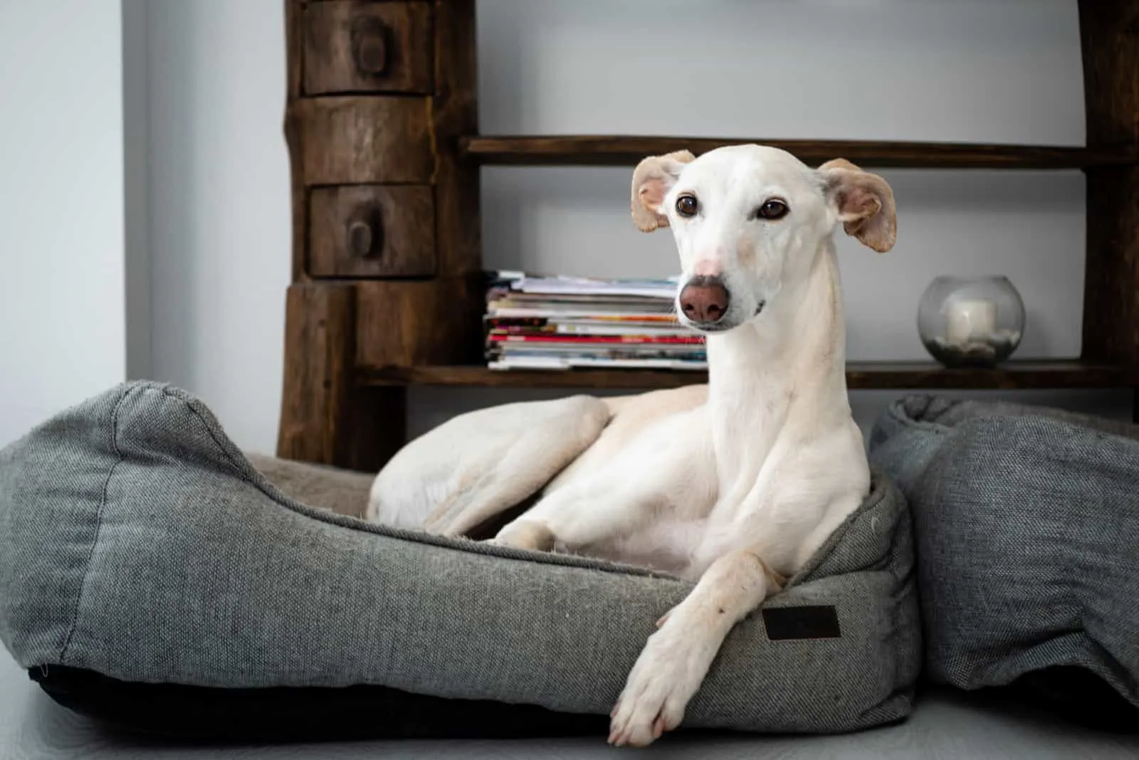 white greyhound dog, lying on his grey bed in his family's home