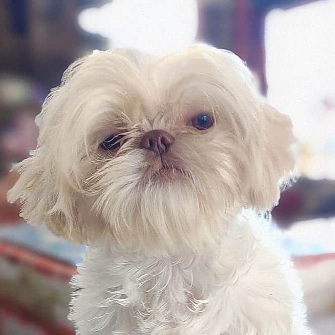 white liver shih tzu