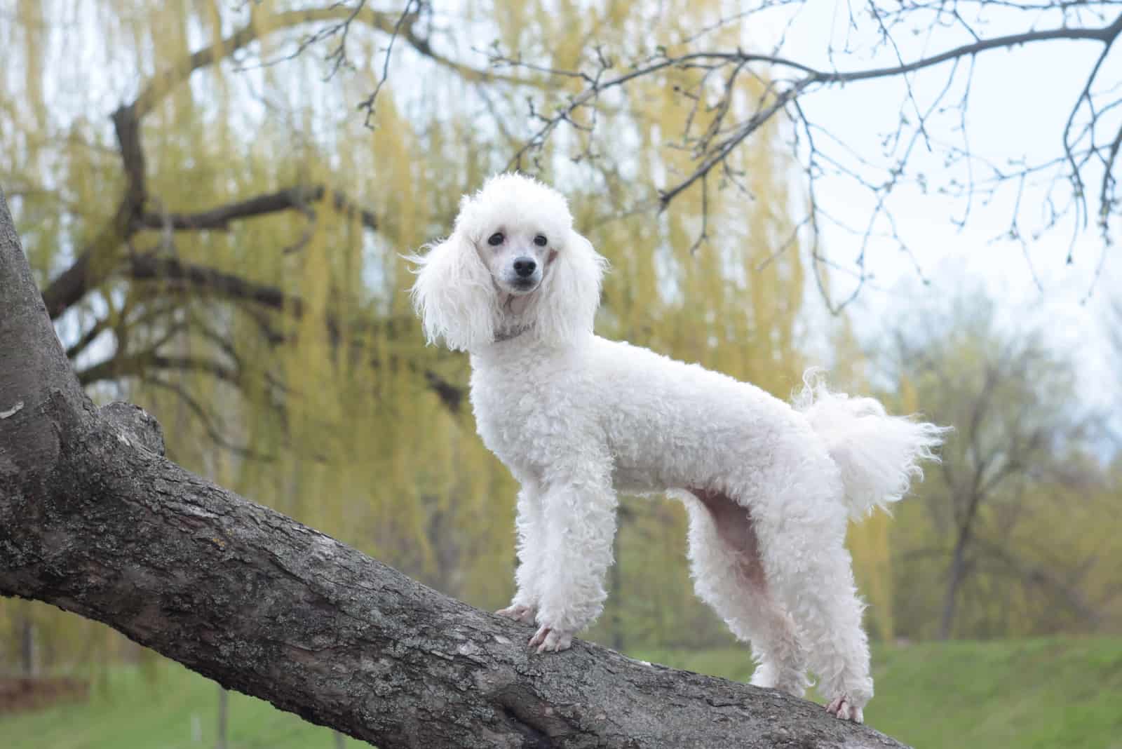 white poodle on the tree in summer