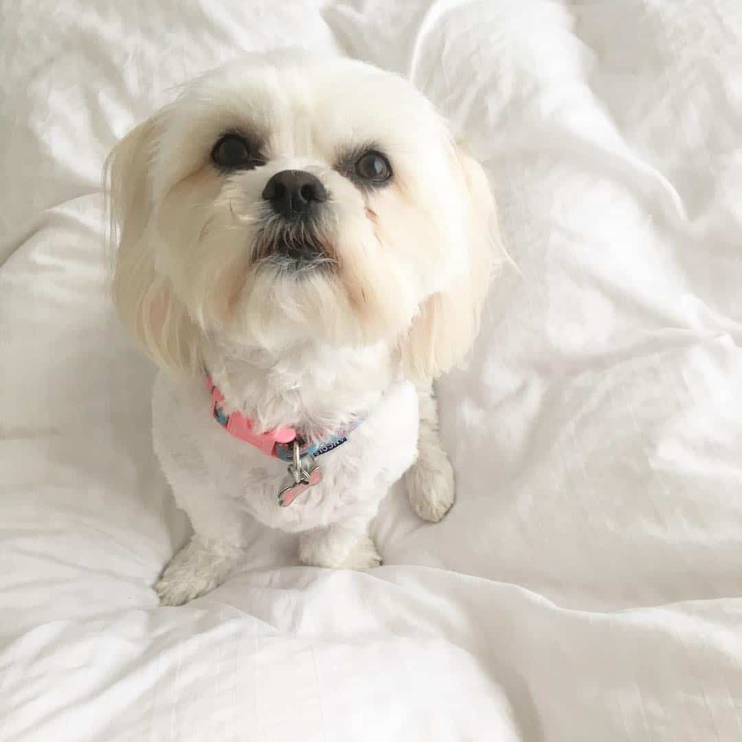 white shih tzu