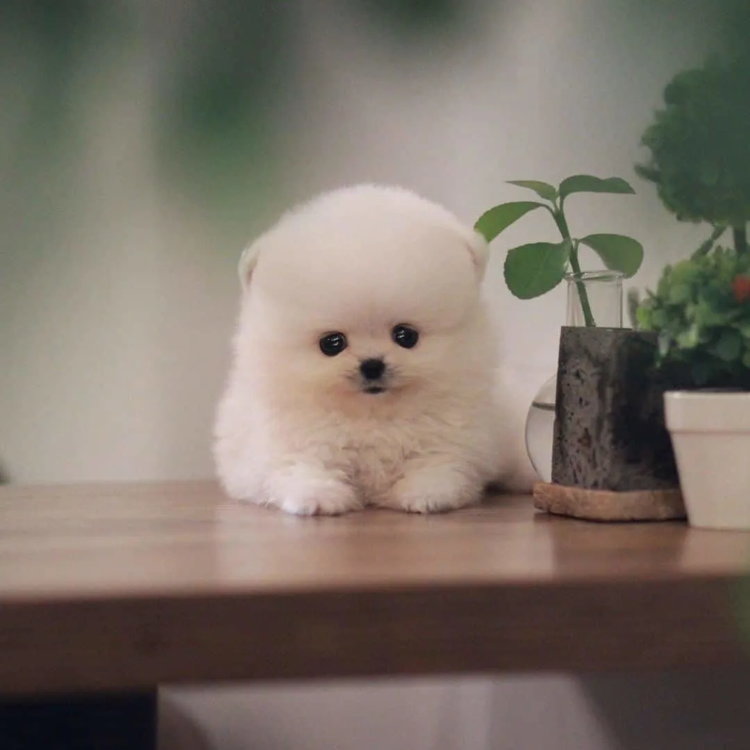 white teacup pomeranian puppy