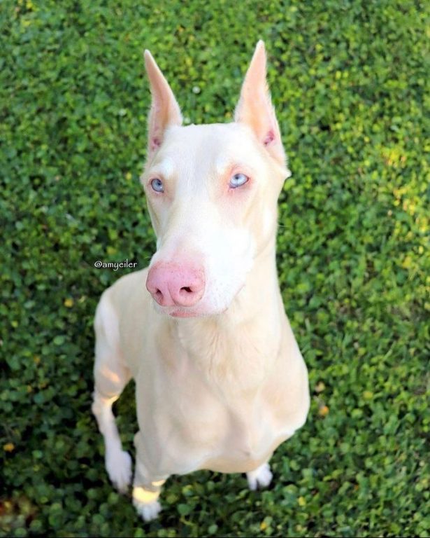 White Doberman Vs Albino Doberman So Similar, But Different