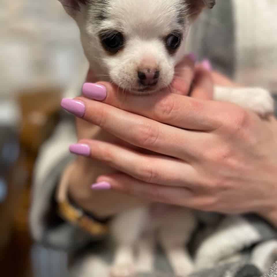 woman holding teacup chihuahua
