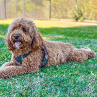 Cavapoo dog in the park