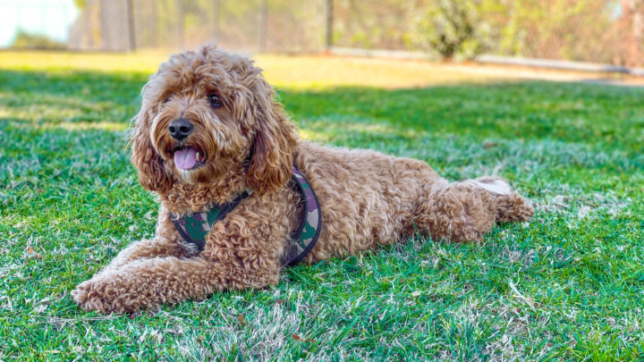 150+ Cute Cavapoo Names For Your Cavalier Poodle Mix (With Science!)