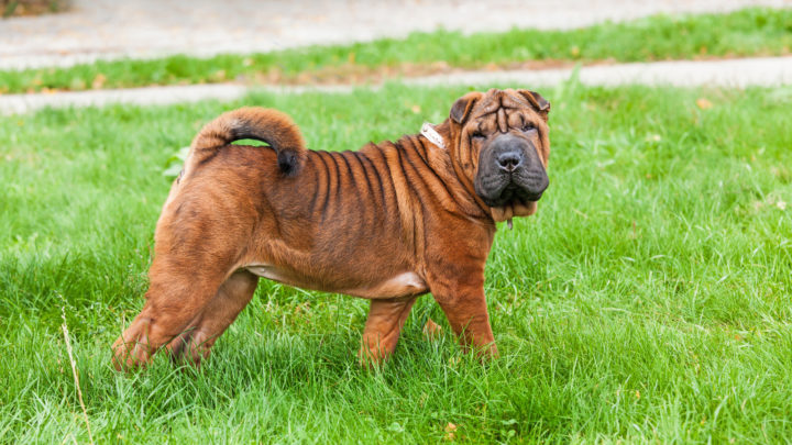 18+ Chinese Shar-Pei Colors: The Decision Will Be A Hard One