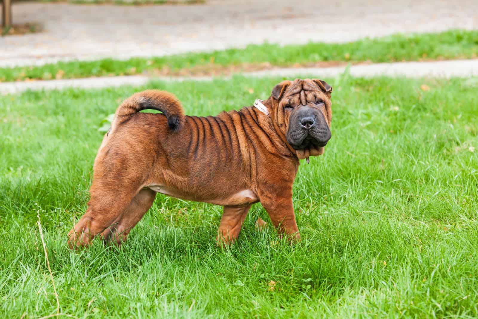 18+ Chinese Shar-Pei Colors: The Decision Will Be A Hard One