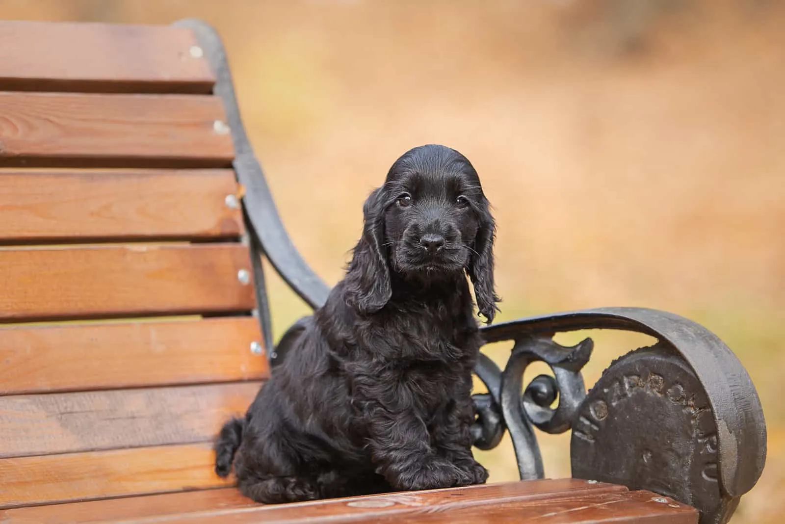 A black english cocker spaniel puppy sitting on a bench