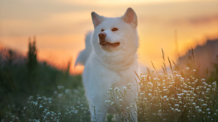 5+ Akita Colors And Patterns: The Rainbow Of Choices