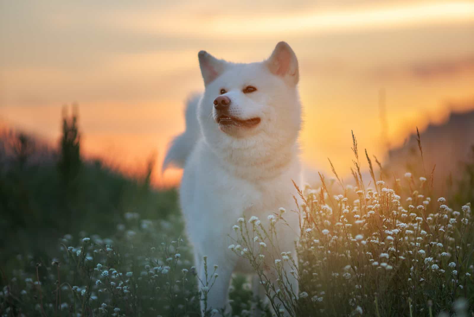 White Akita Inu dog at sunset