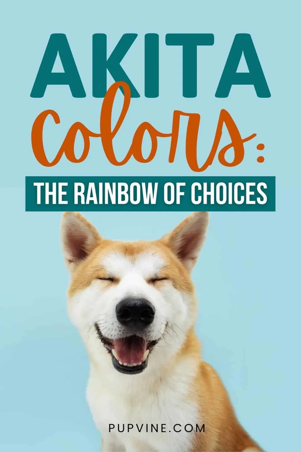 Akita Colors: The Rainbow Of Choices