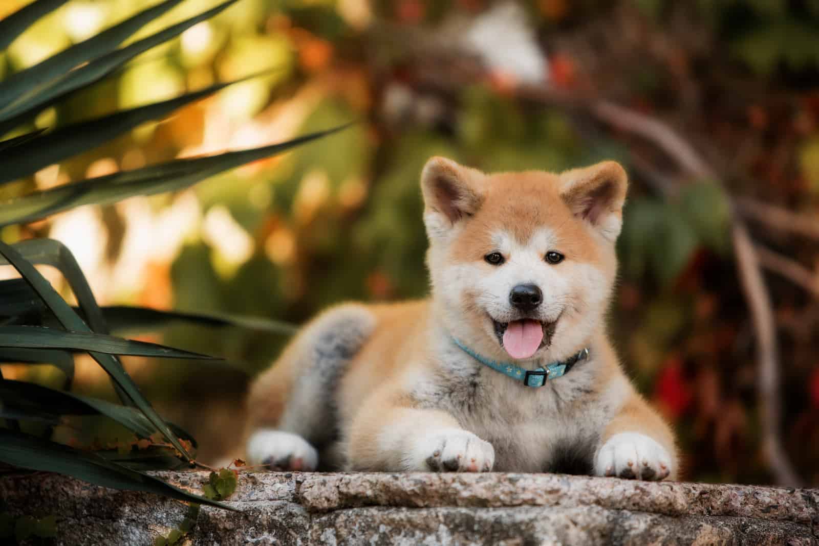 Akita Inu puppy lying outdoors