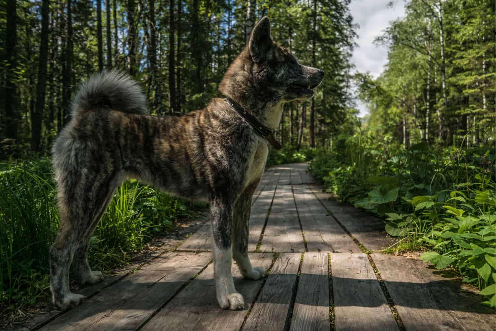 Akita inu brindle in the natural environment