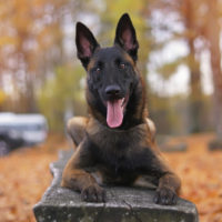 Young happy Belgian Shepherd dog Malinois