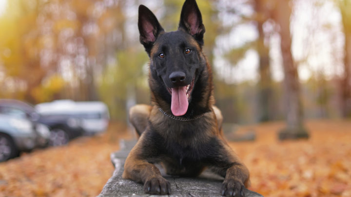 10+ Belgian Malinois Colors: All Options Explained