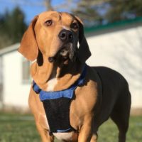 dog standing outdoor in the yard