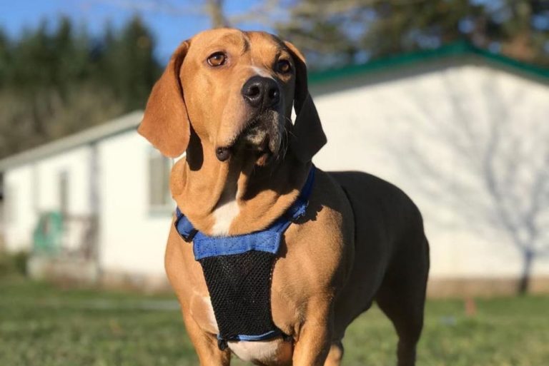 dog standing outdoor in the yard