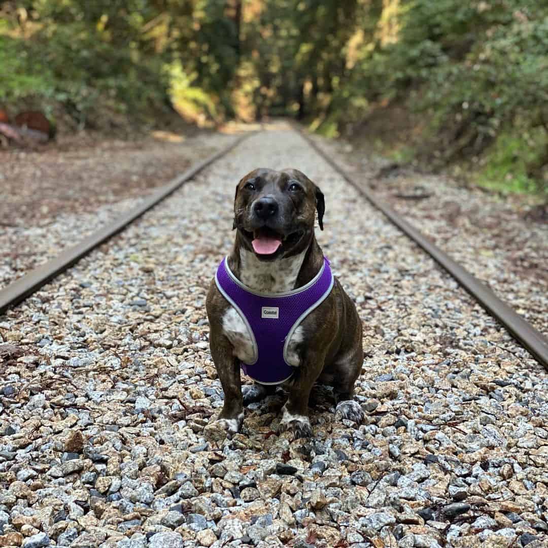 Basset Hound Pitbull Mix dog