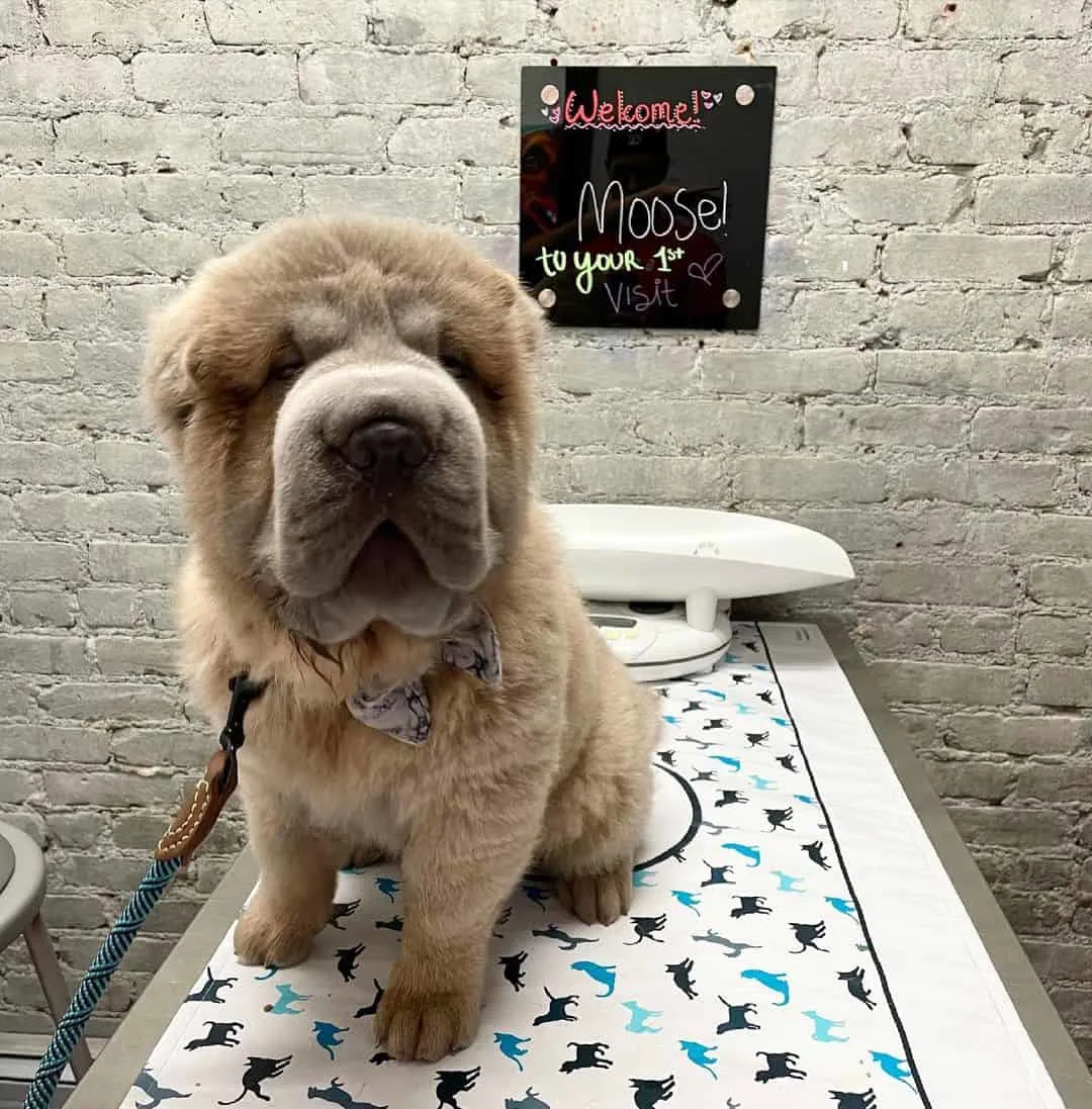 Bear Coat Shar-Pei puppy