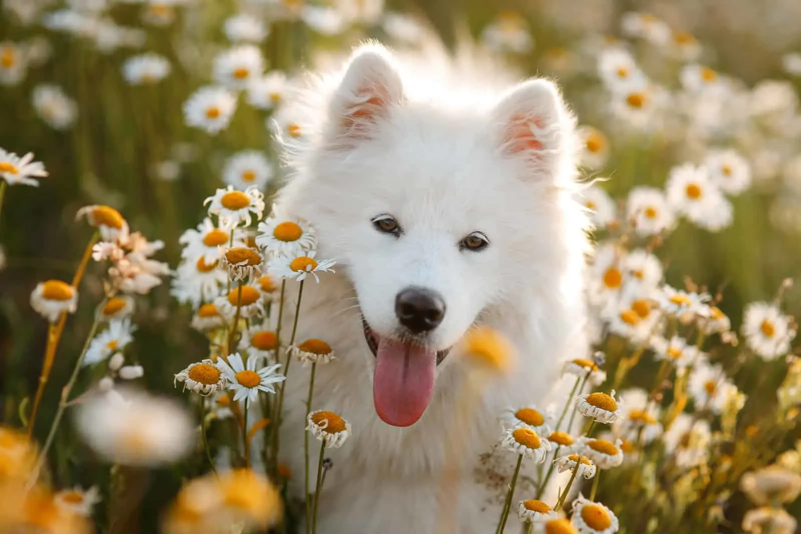 Beautiful Samoyed in daisies