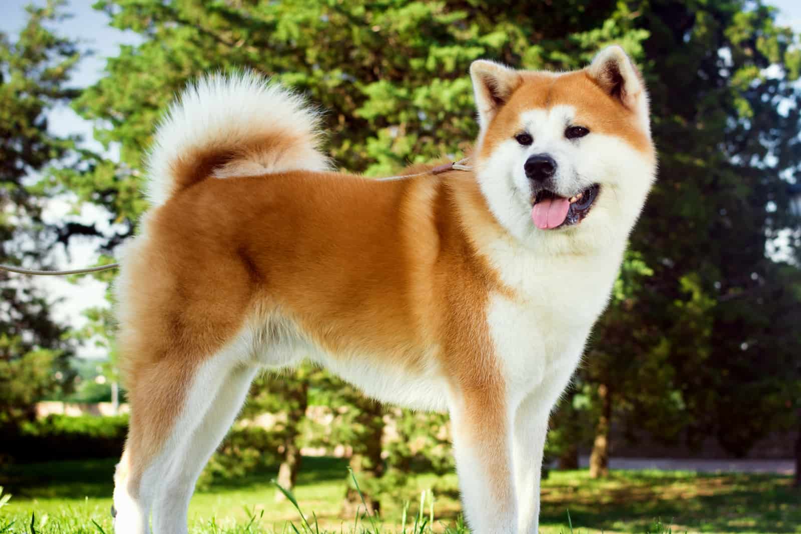 Beautiful akita dog is standing in nature