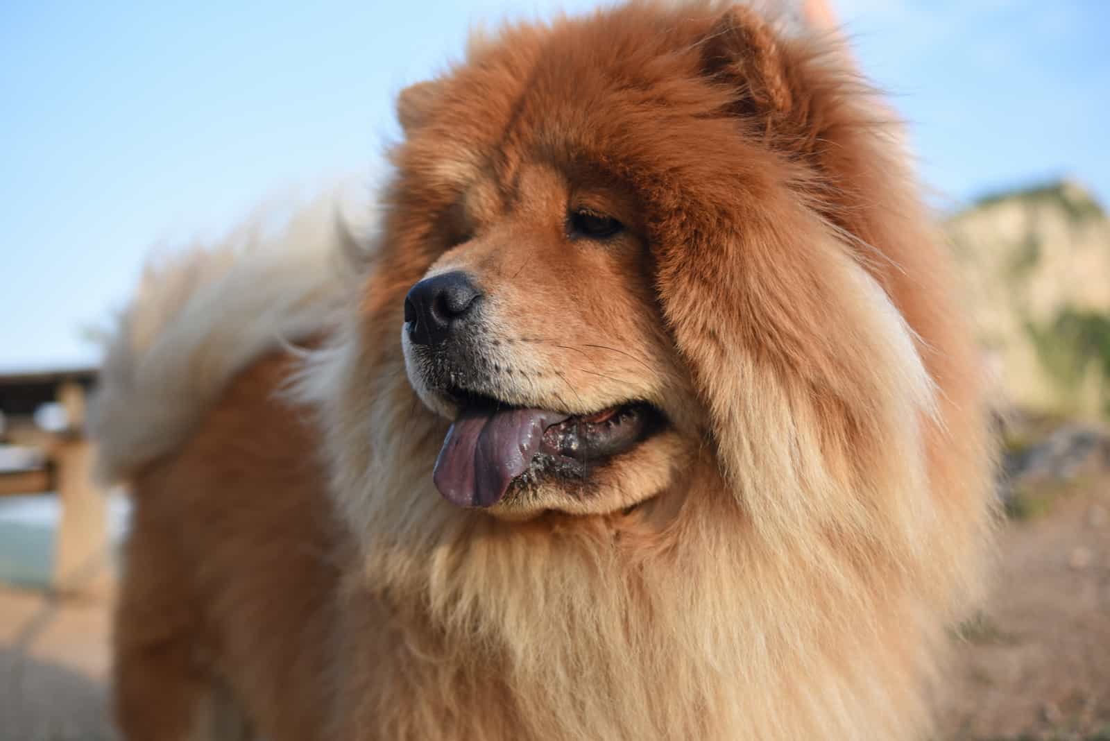 Beautiful dog chow-chow in nature