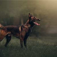 belgian malinois
