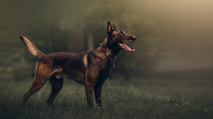 Belgian Malinois Mixes – 16 Crossbreeds To Check Out